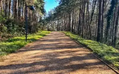 Atatürk Kent Ormanı